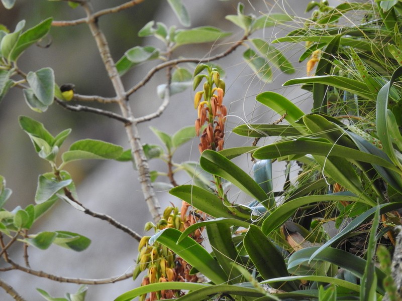 Bulbophyllum alexandrae photo 5