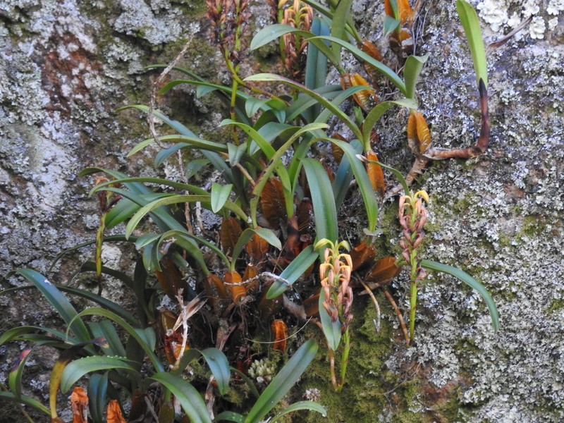 Bulbophyllum alexandrae photo 6