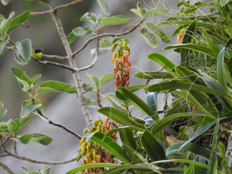 Bulbophyllum alexandrae photo 8