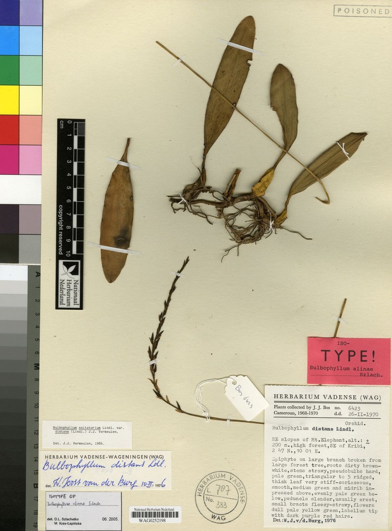 Bulbophyllum alinae photo 2