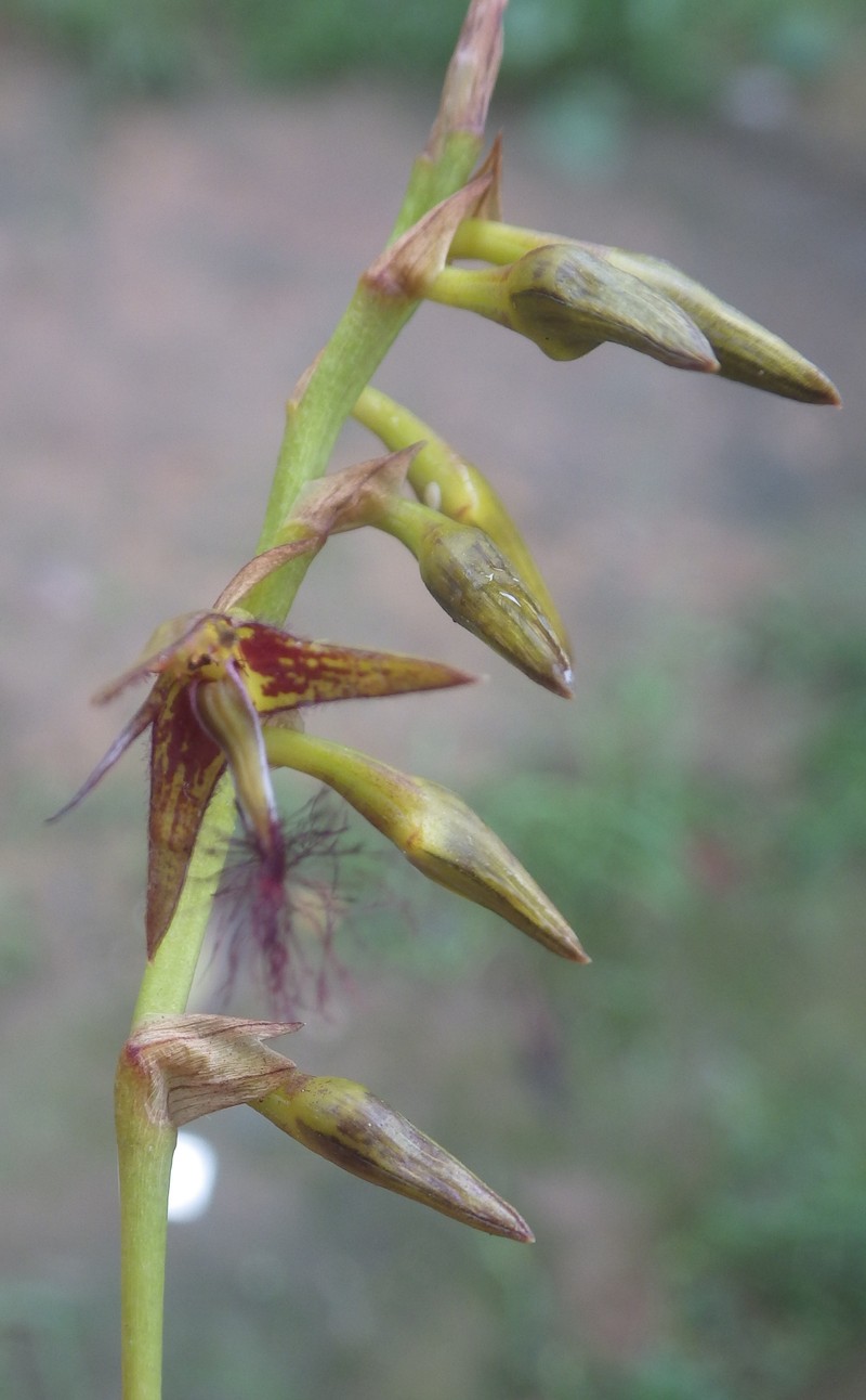 Bulbophyllum alinae