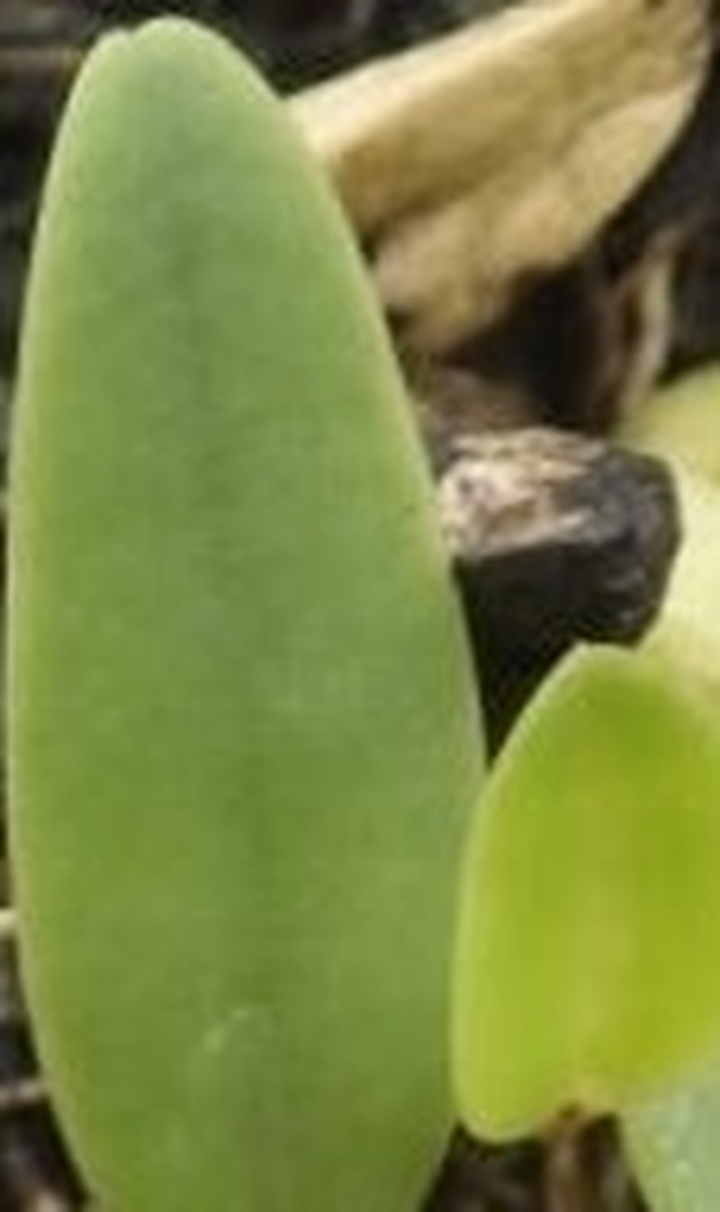 Bulbophyllum alinae photo 4
