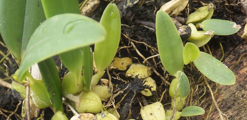 Bulbophyllum alinae photo 5