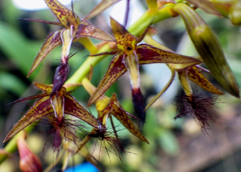 Bulbophyllum alinae photo 6