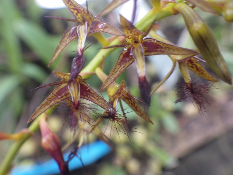 Bulbophyllum alinae photo 7