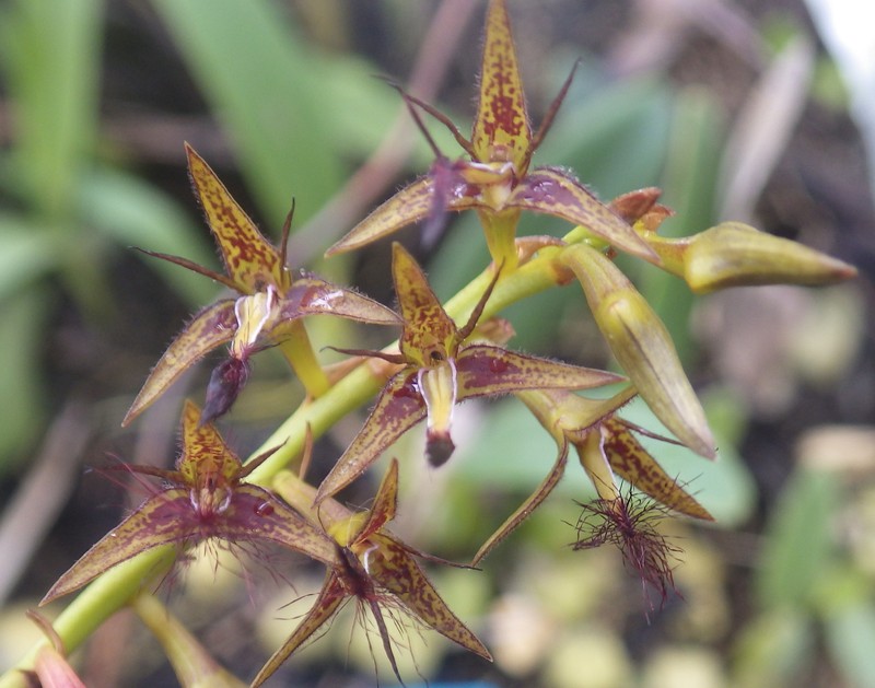 Bulbophyllum alinae photo 8