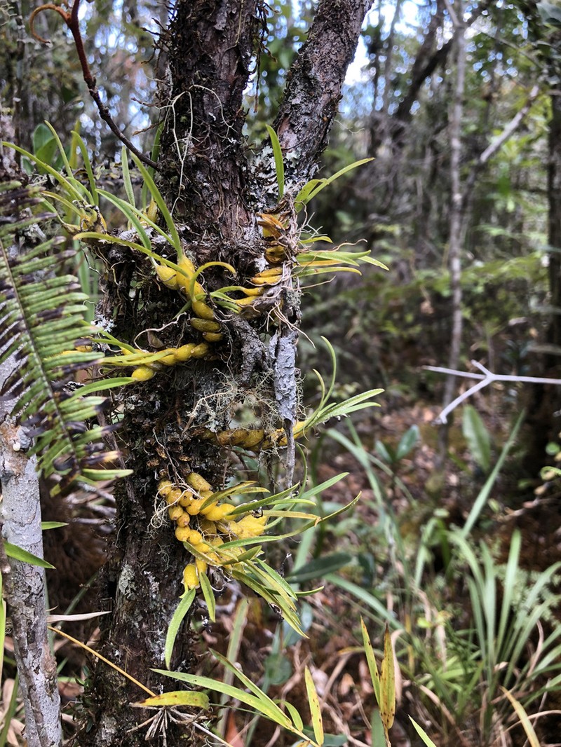 Bulbophyllum alleizettei