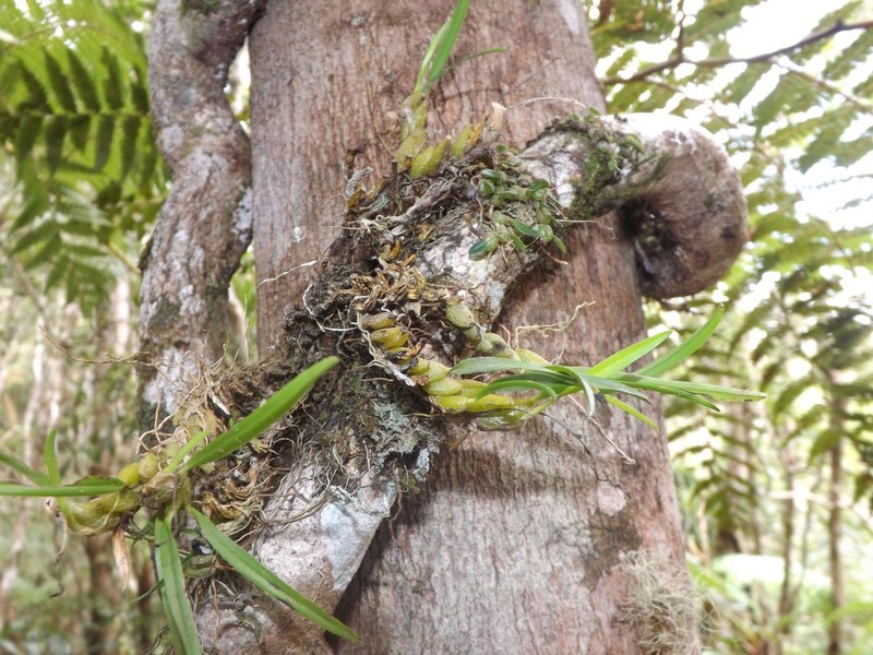 Bulbophyllum alleizettei photo 2