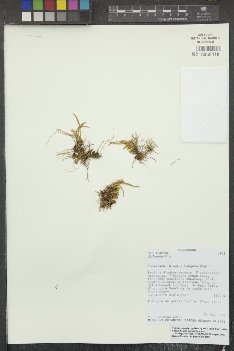 Bulbophyllum alleizettei photo 3