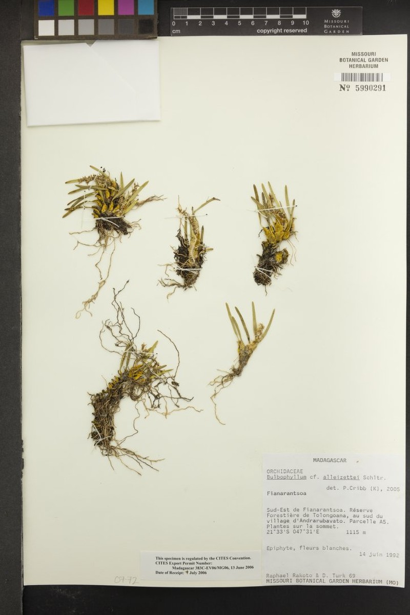 Bulbophyllum alleizettei photo 4