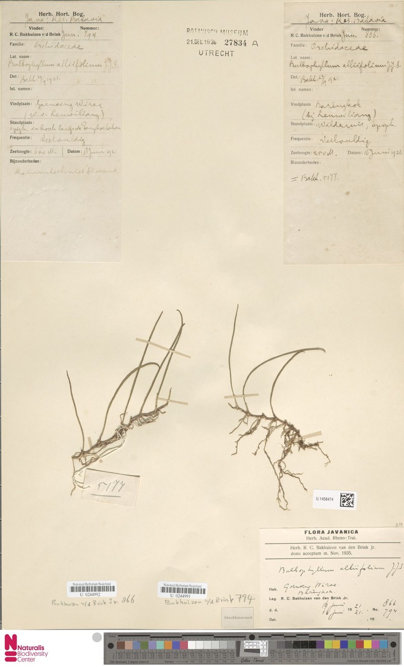 Bulbophyllum alliifolium