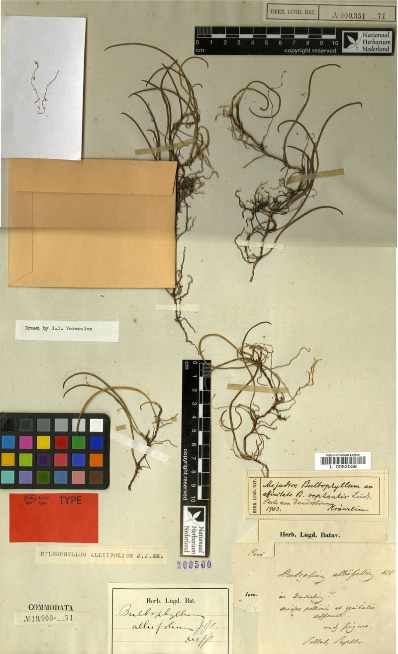 Bulbophyllum alliifolium photo 2