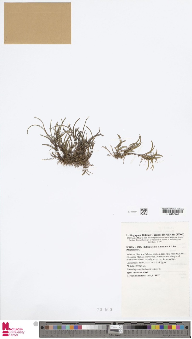 Bulbophyllum alliifolium photo 3
