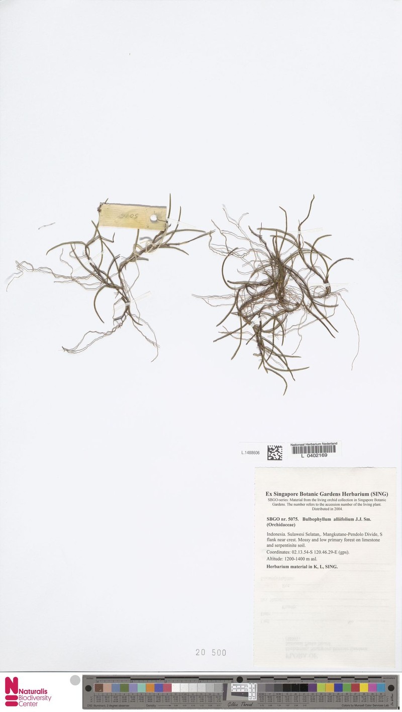 Bulbophyllum alliifolium photo 4