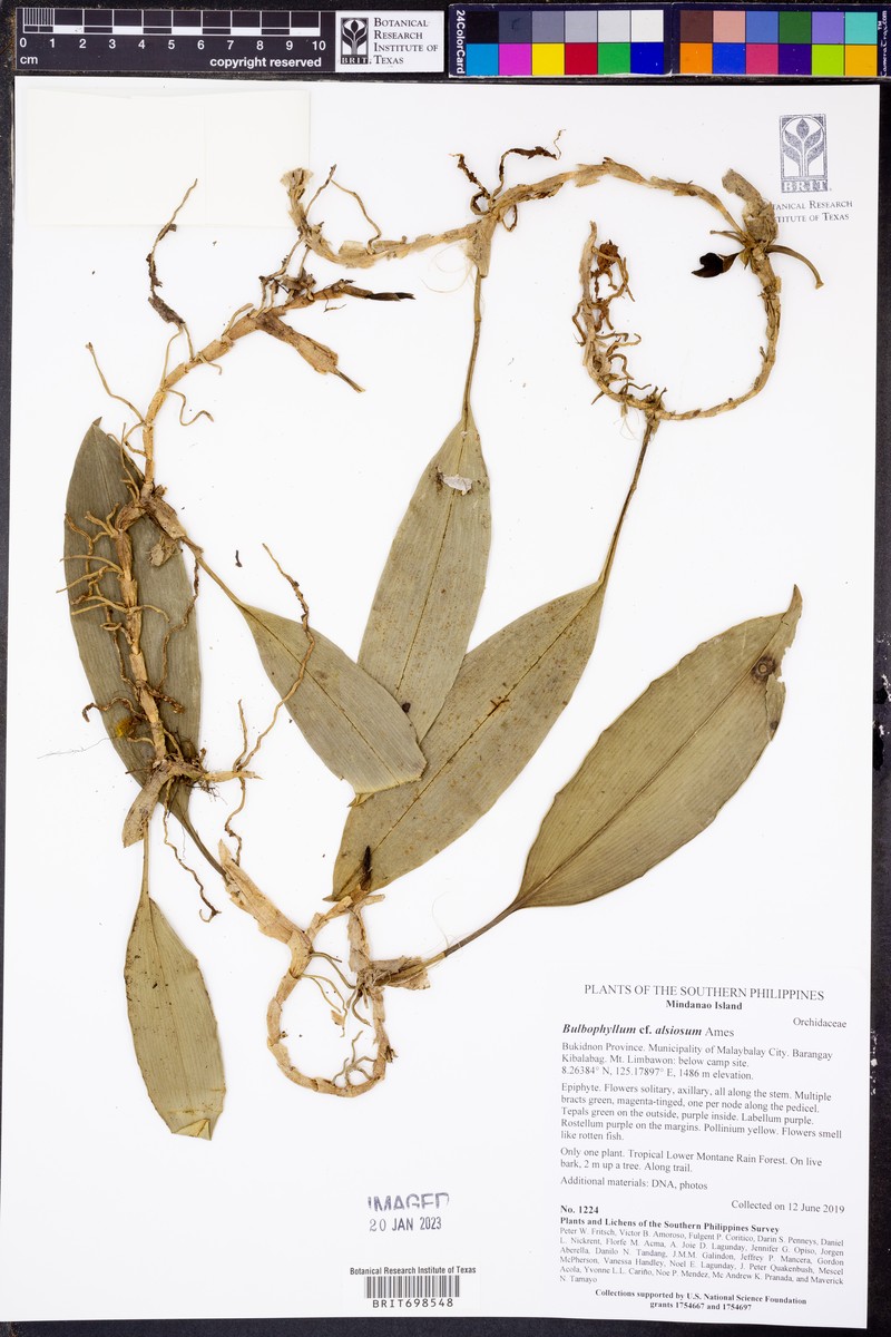 Bulbophyllum alsiosum photo 2