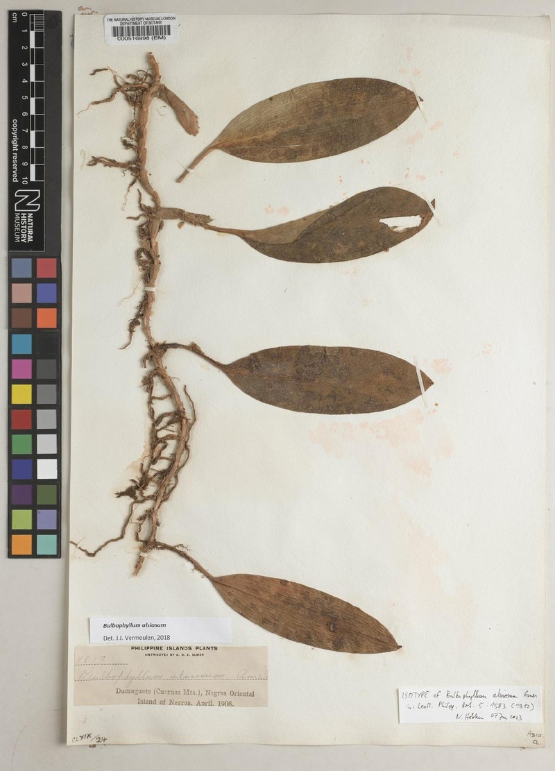 Bulbophyllum alsiosum photo 3