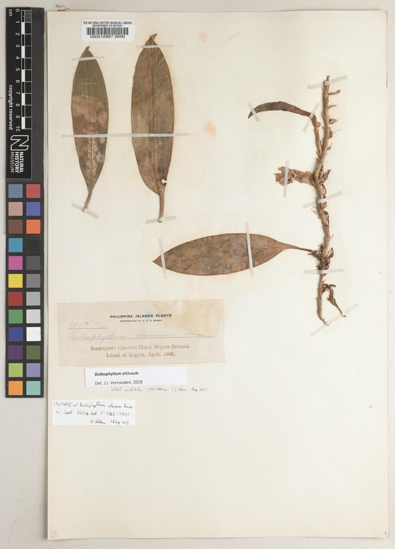 Bulbophyllum alsiosum photo 4