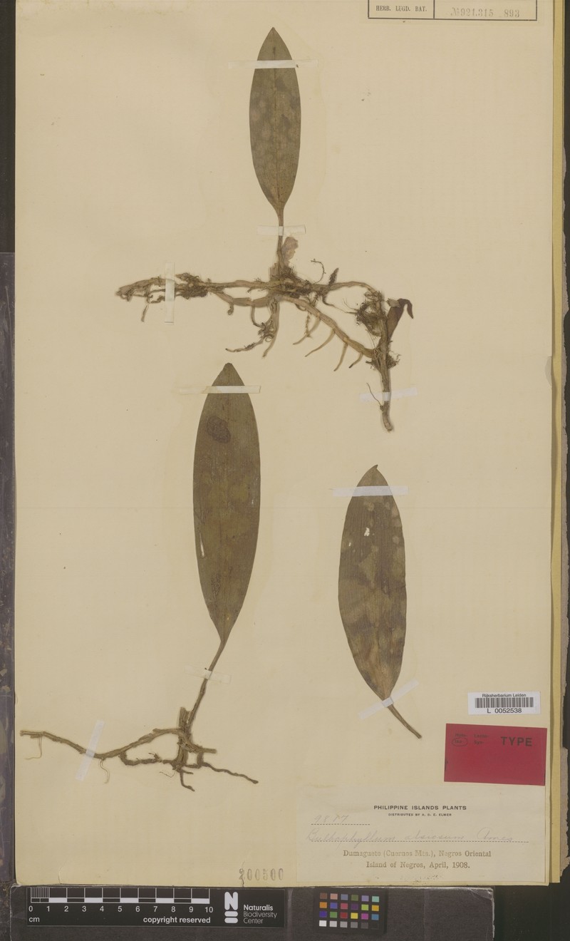 Bulbophyllum alsiosum photo 5
