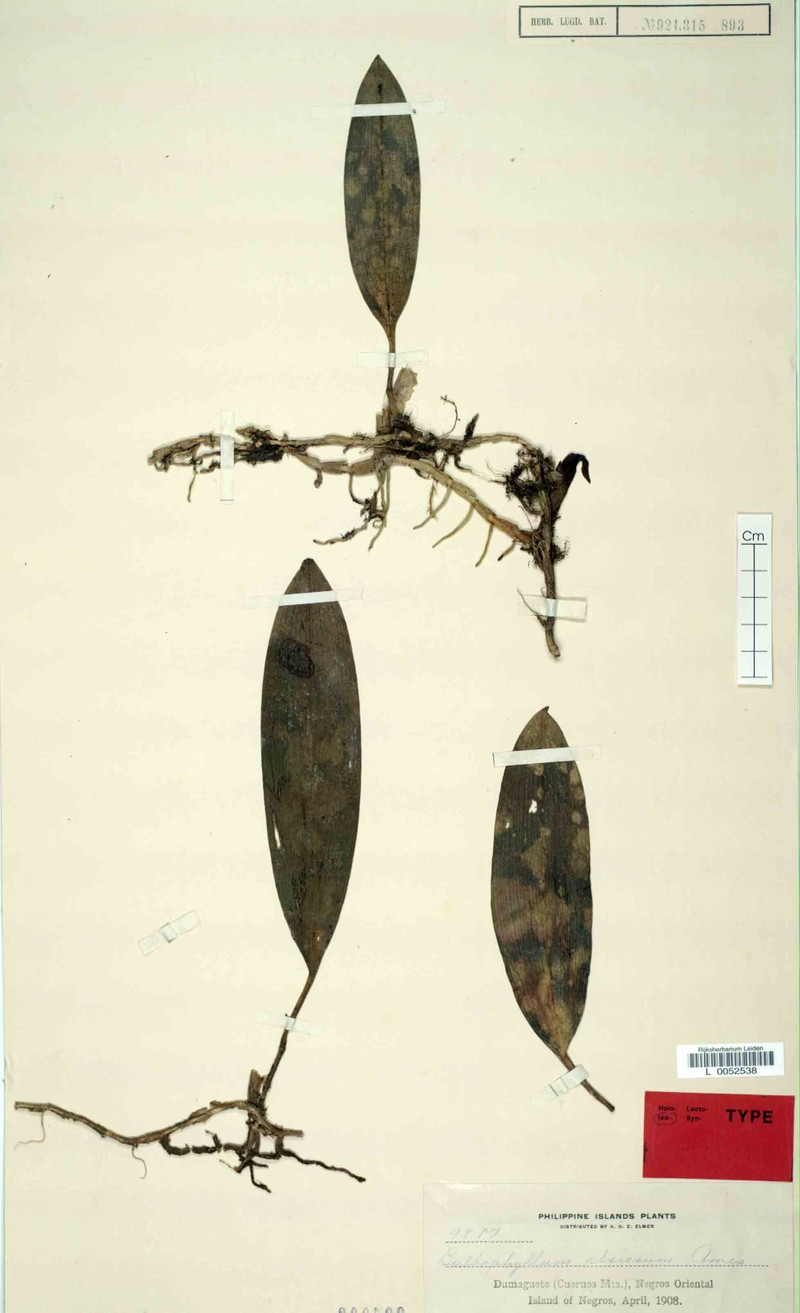 Bulbophyllum alsiosum
