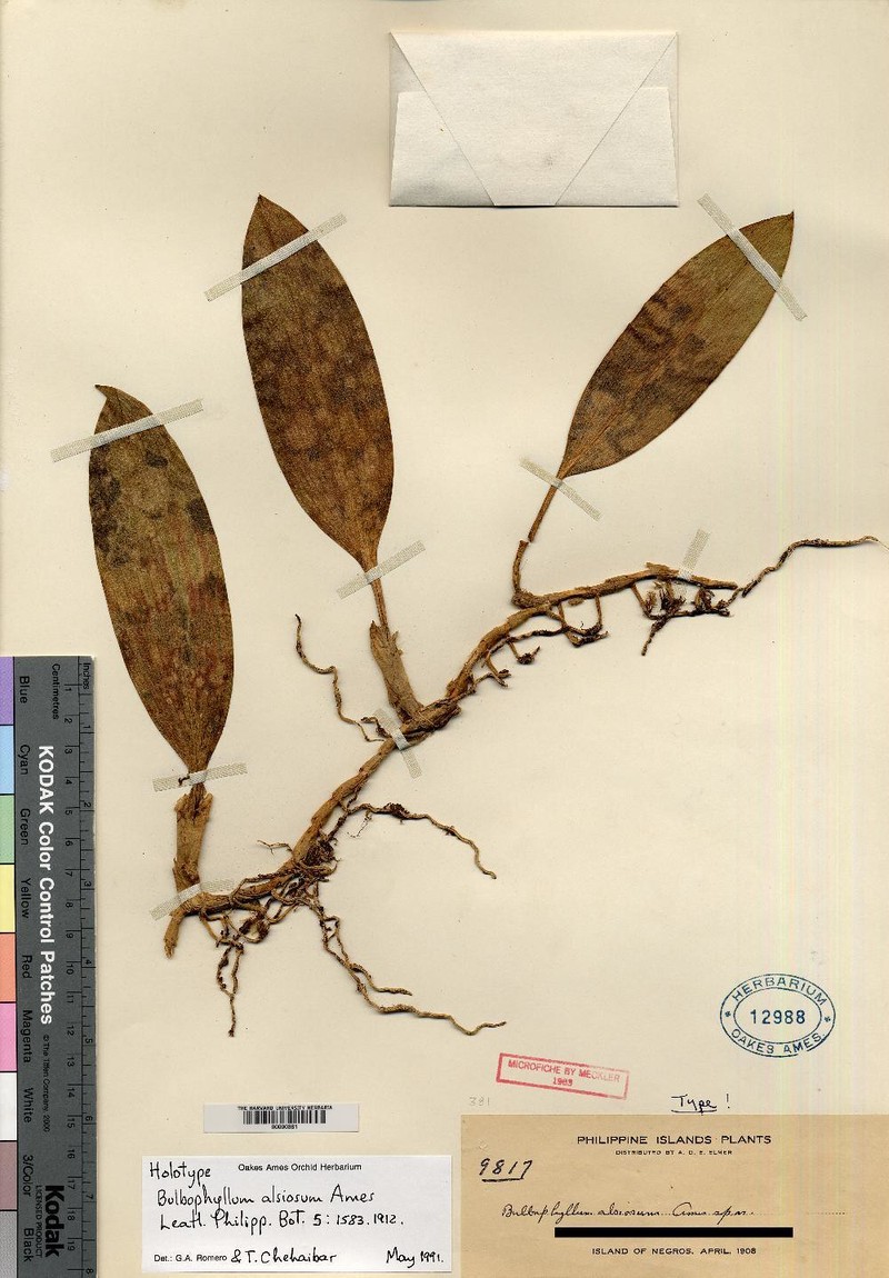 Bulbophyllum alsiosum photo 6