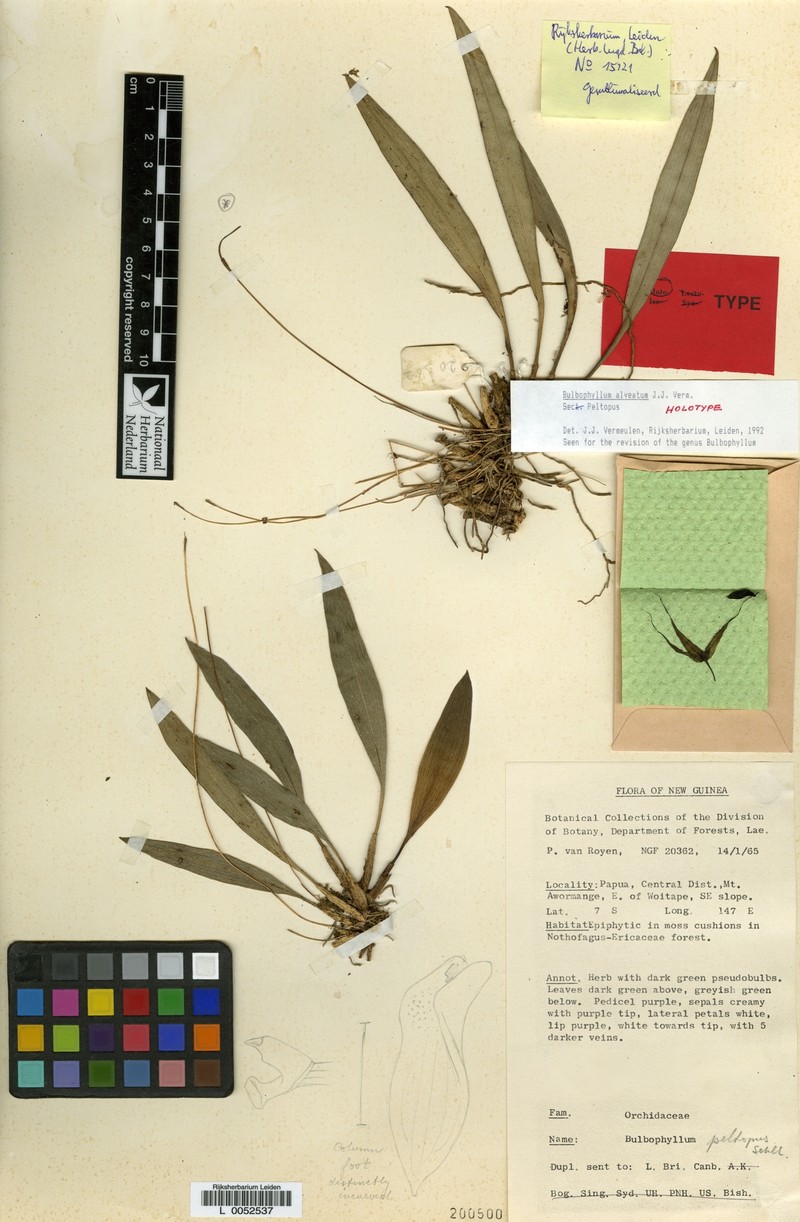 Bulbophyllum alveatum