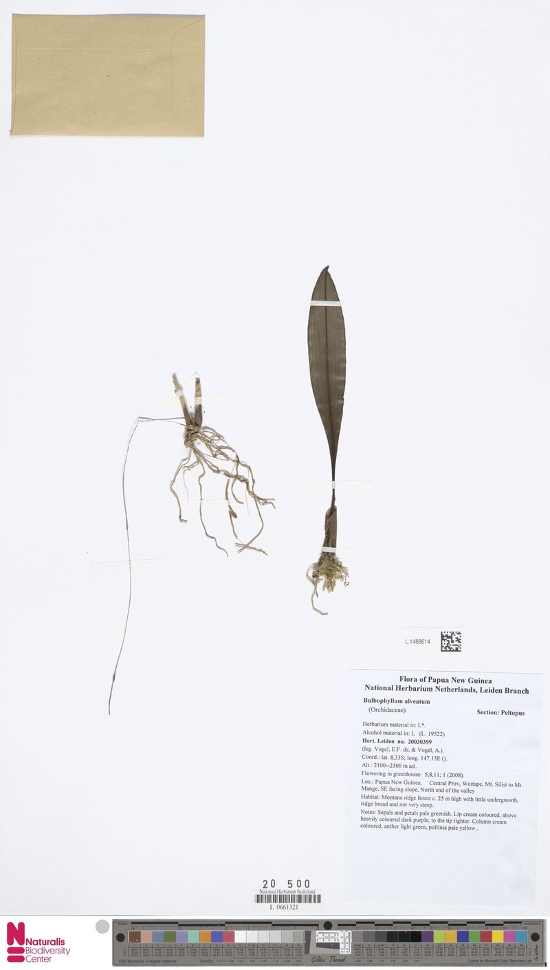 Bulbophyllum alveatum photo 2