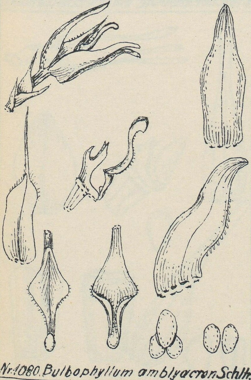 Bulbophyllum amblyacron