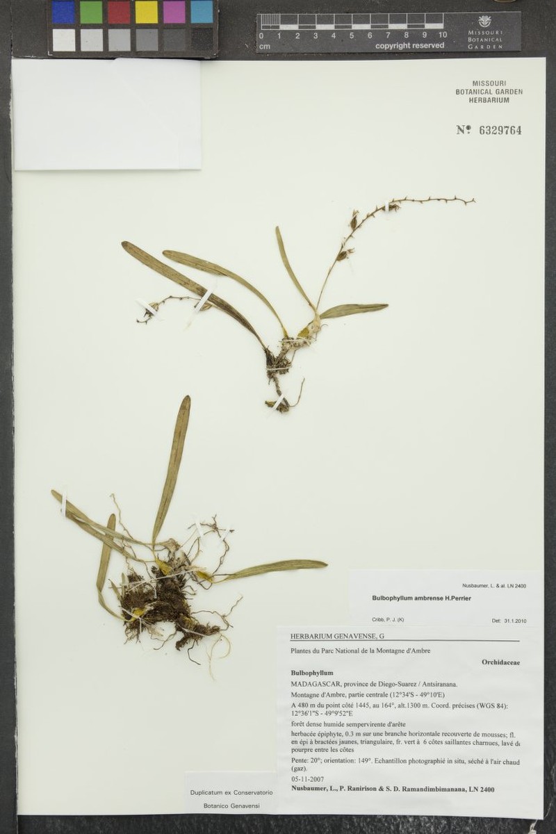 Bulbophyllum ambrense