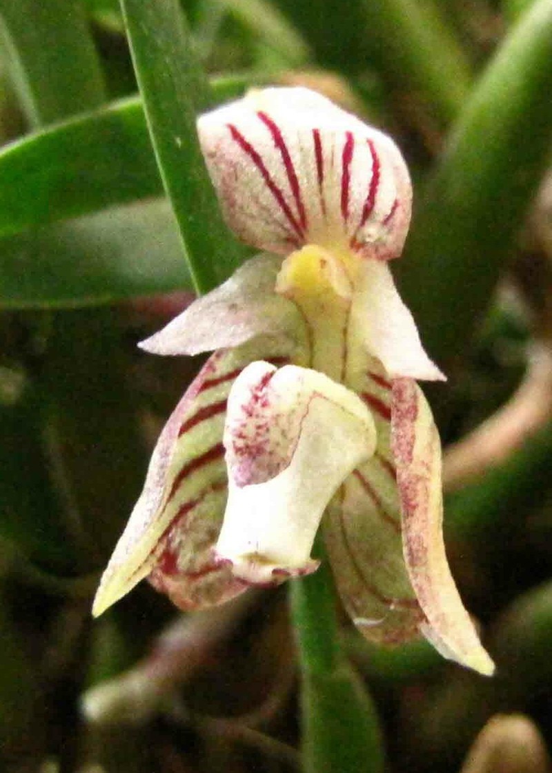 Bulbophyllum ambrosia
