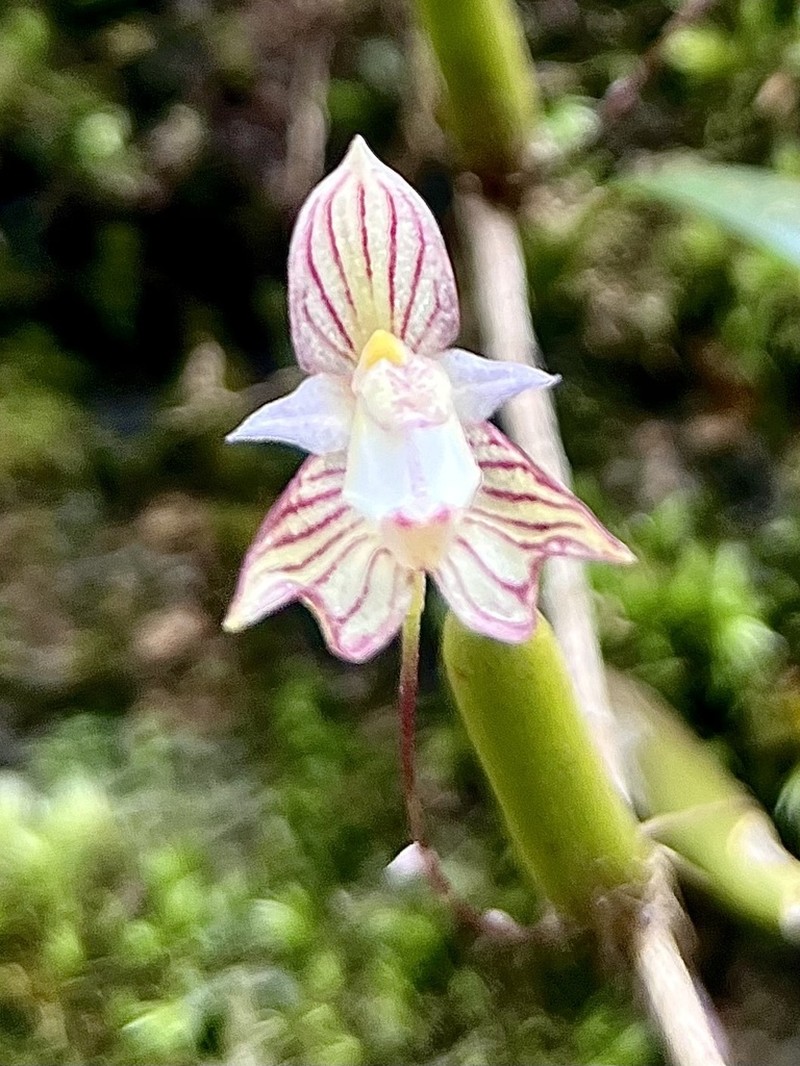 Bulbophyllum ambrosia photo 2