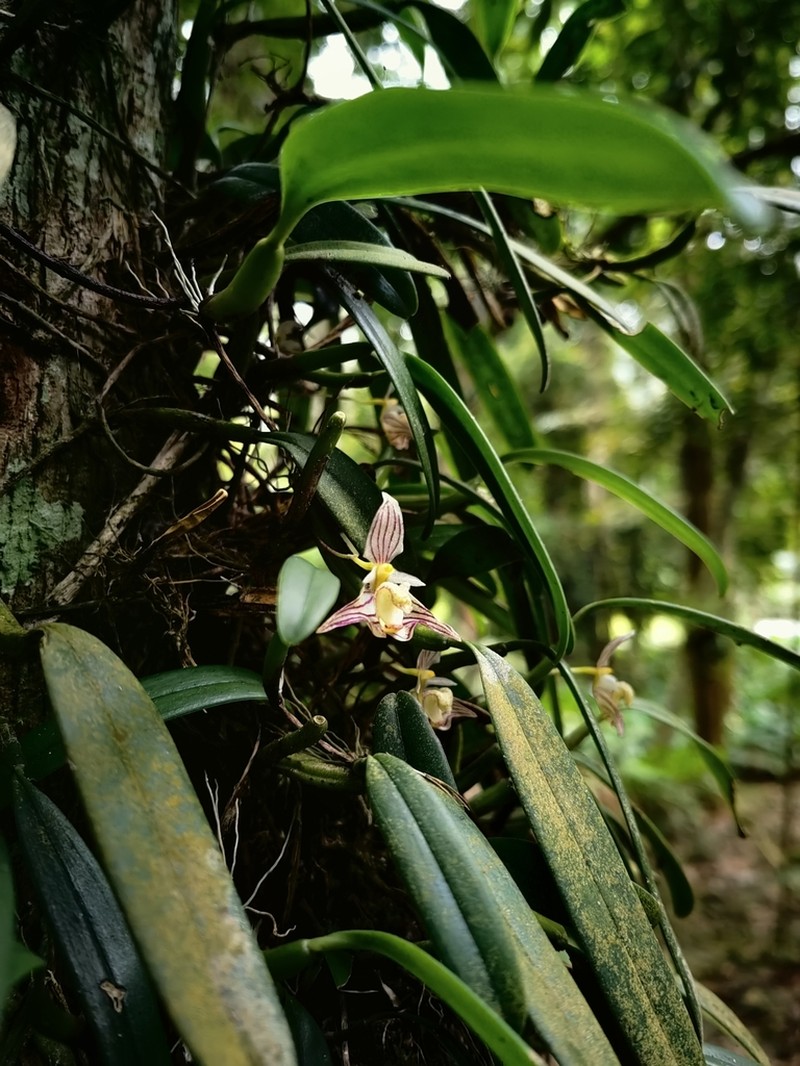 Bulbophyllum ambrosia photo 3