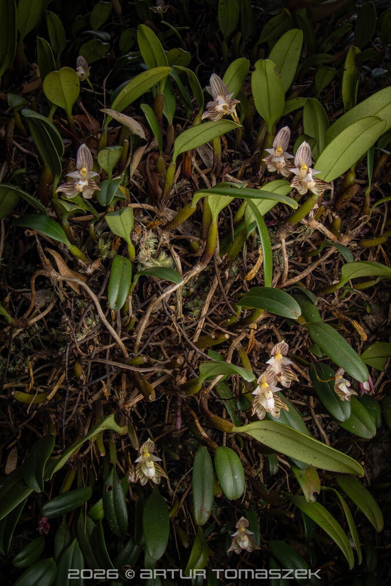 Bulbophyllum ambrosia photo 4