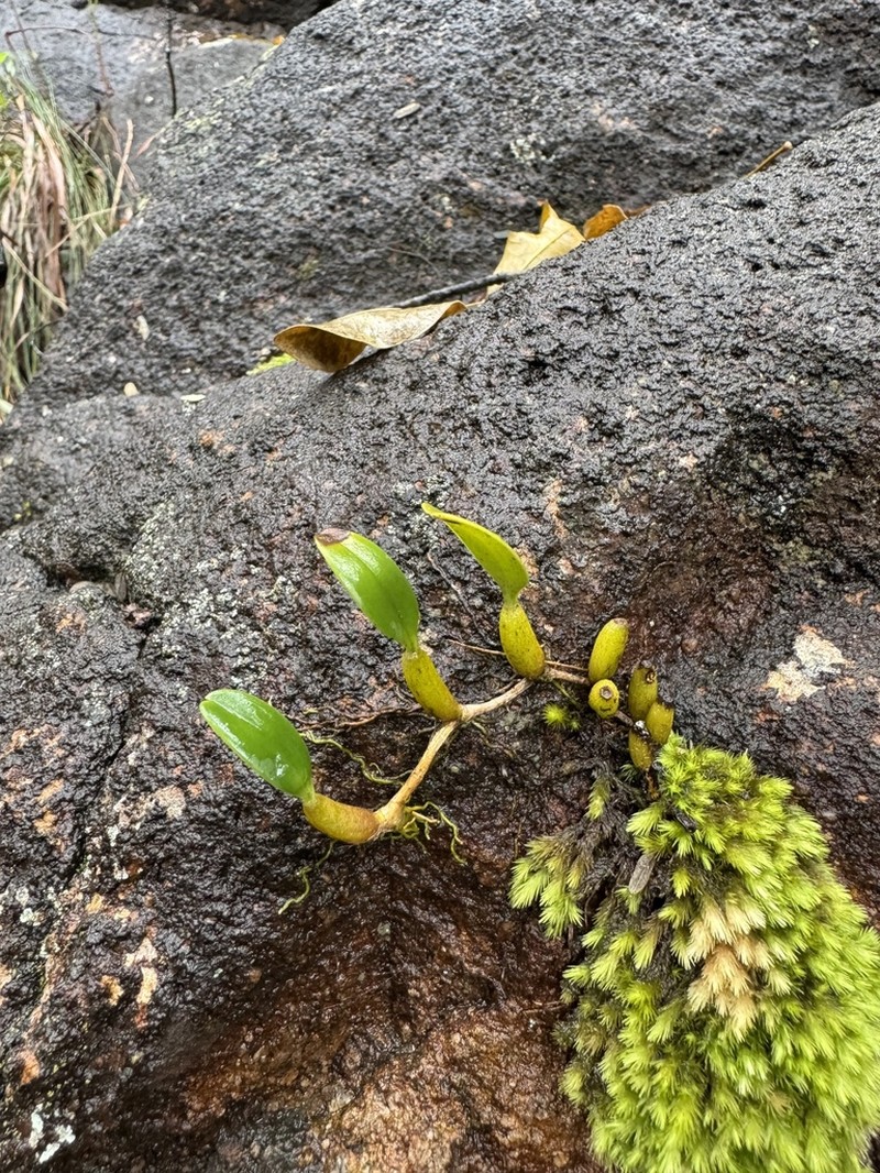 Bulbophyllum ambrosia photo 5