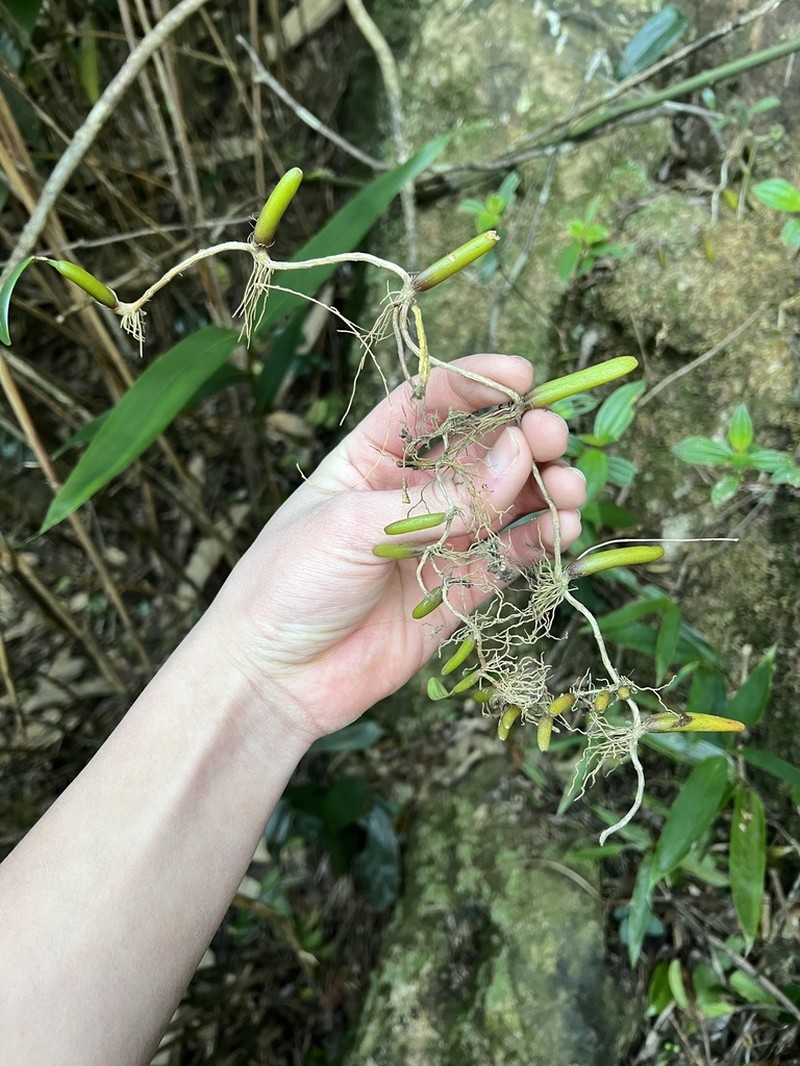 Bulbophyllum ambrosia photo 7