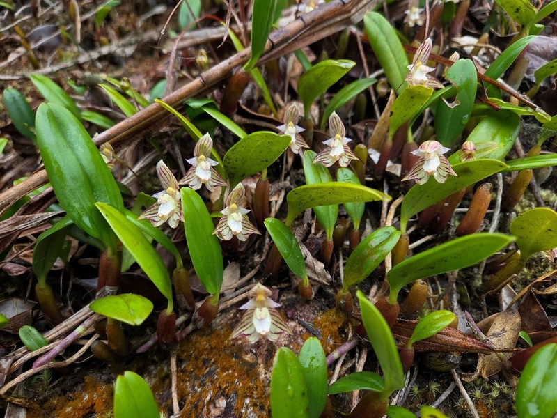 Bulbophyllum ambrosia photo 8