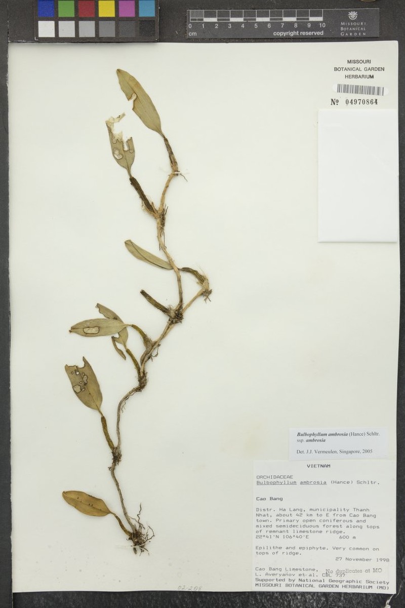 Bulbophyllum ambrosia subsp. ambrosia