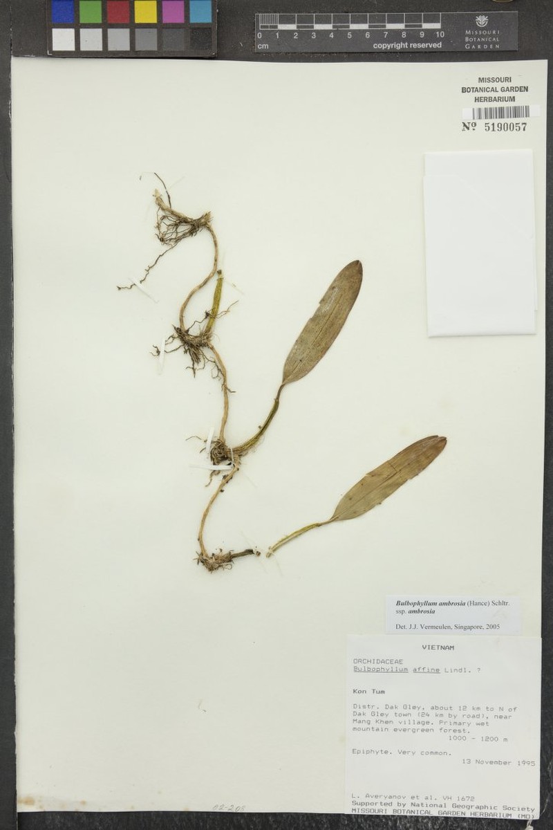 Bulbophyllum ambrosia subsp. ambrosia photo 2