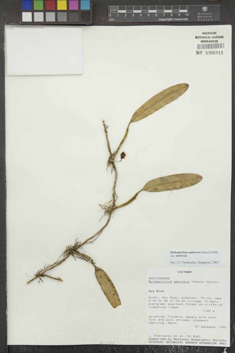 Bulbophyllum ambrosia subsp. ambrosia photo 3