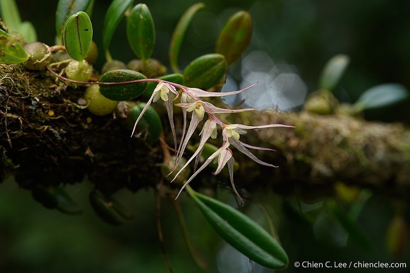 Bulbophyllum amoenum