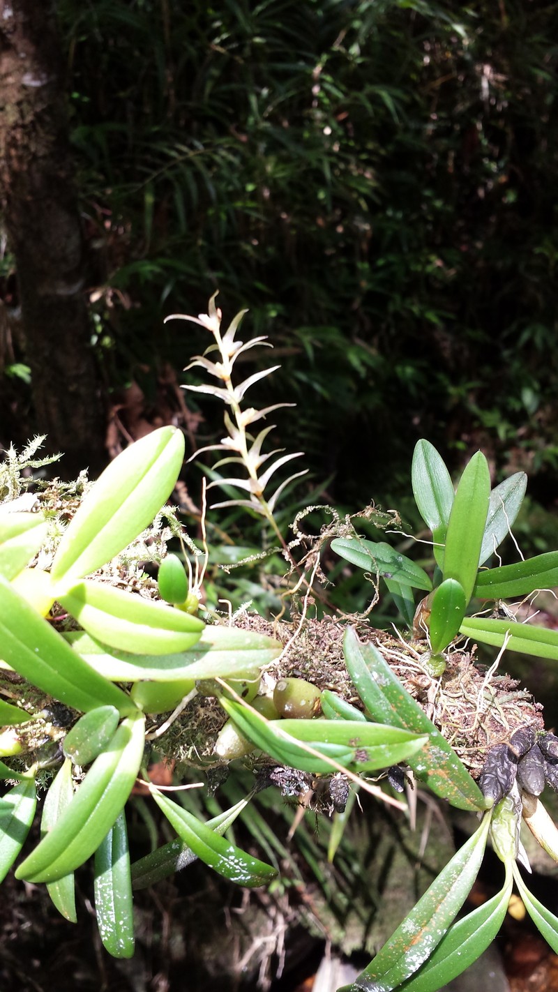 Bulbophyllum amoenum photo 3