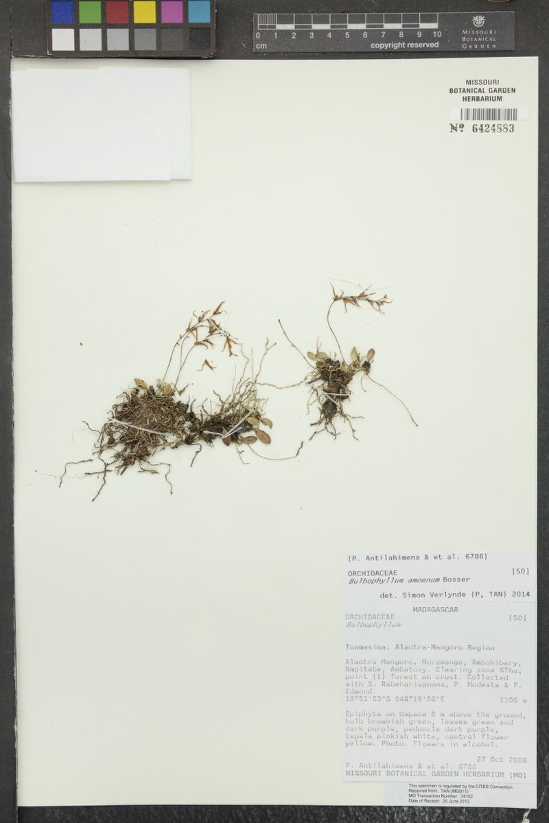 Bulbophyllum amoenum photo 4