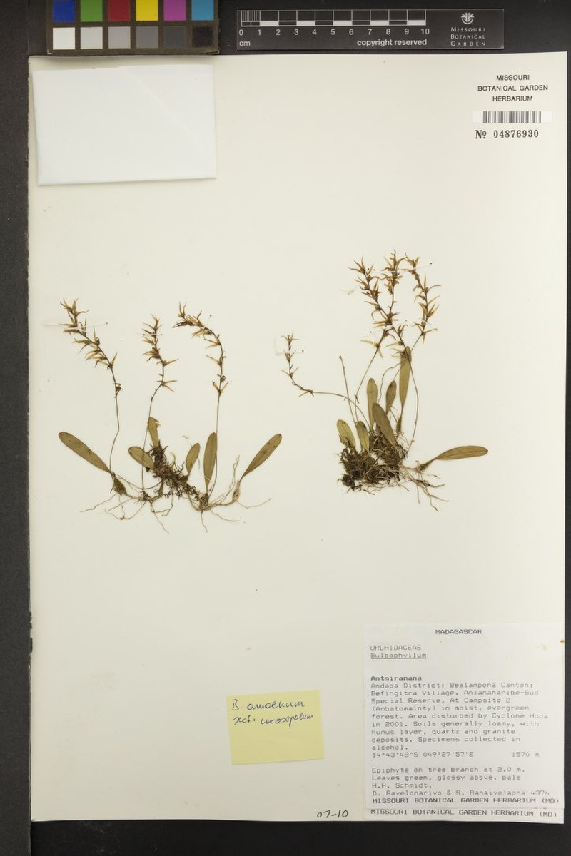Bulbophyllum amoenum photo 5