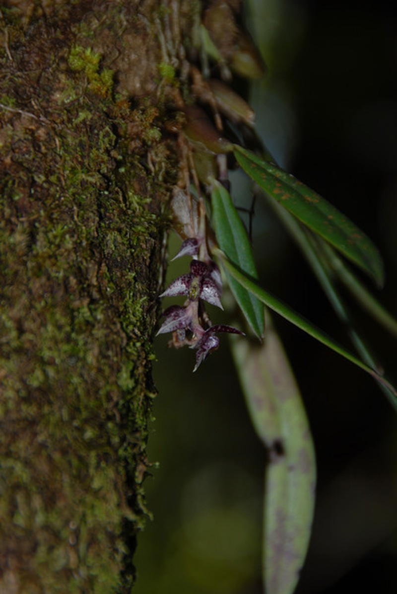 Bulbophyllum amphorimorphum