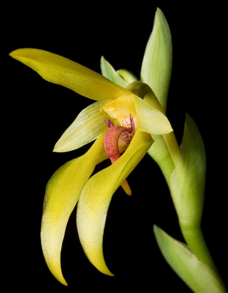 Bulbophyllum amplebracteatum