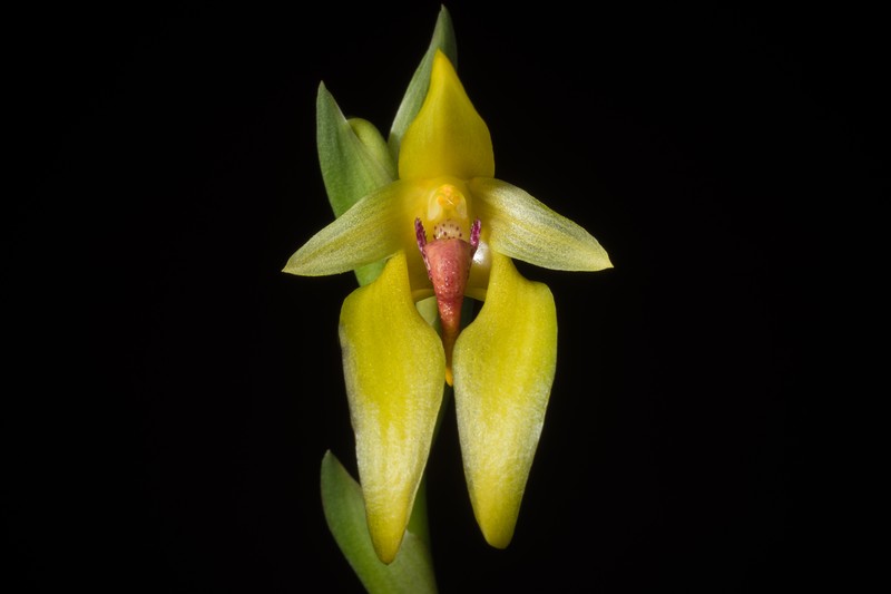 Bulbophyllum amplebracteatum photo 2