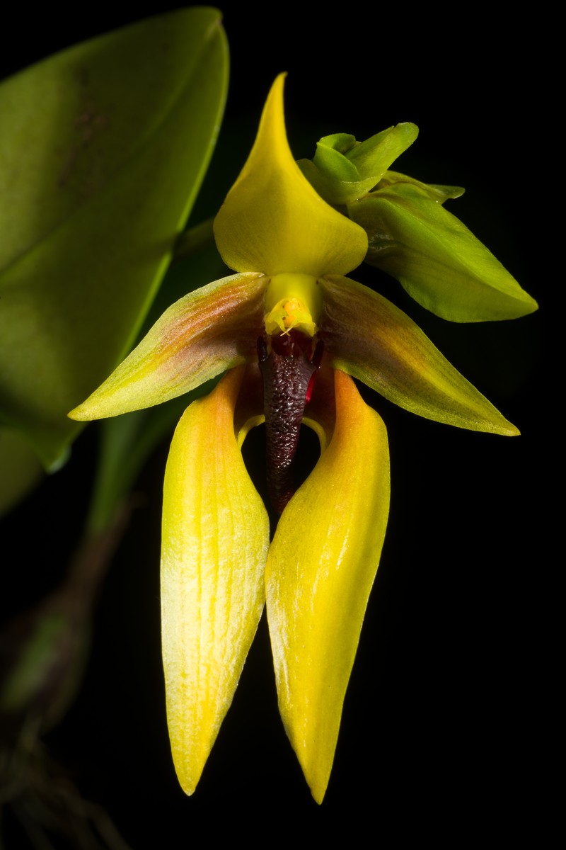 Bulbophyllum amplebracteatum photo 3