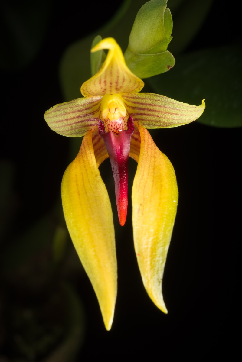 Bulbophyllum amplebracteatum photo 4