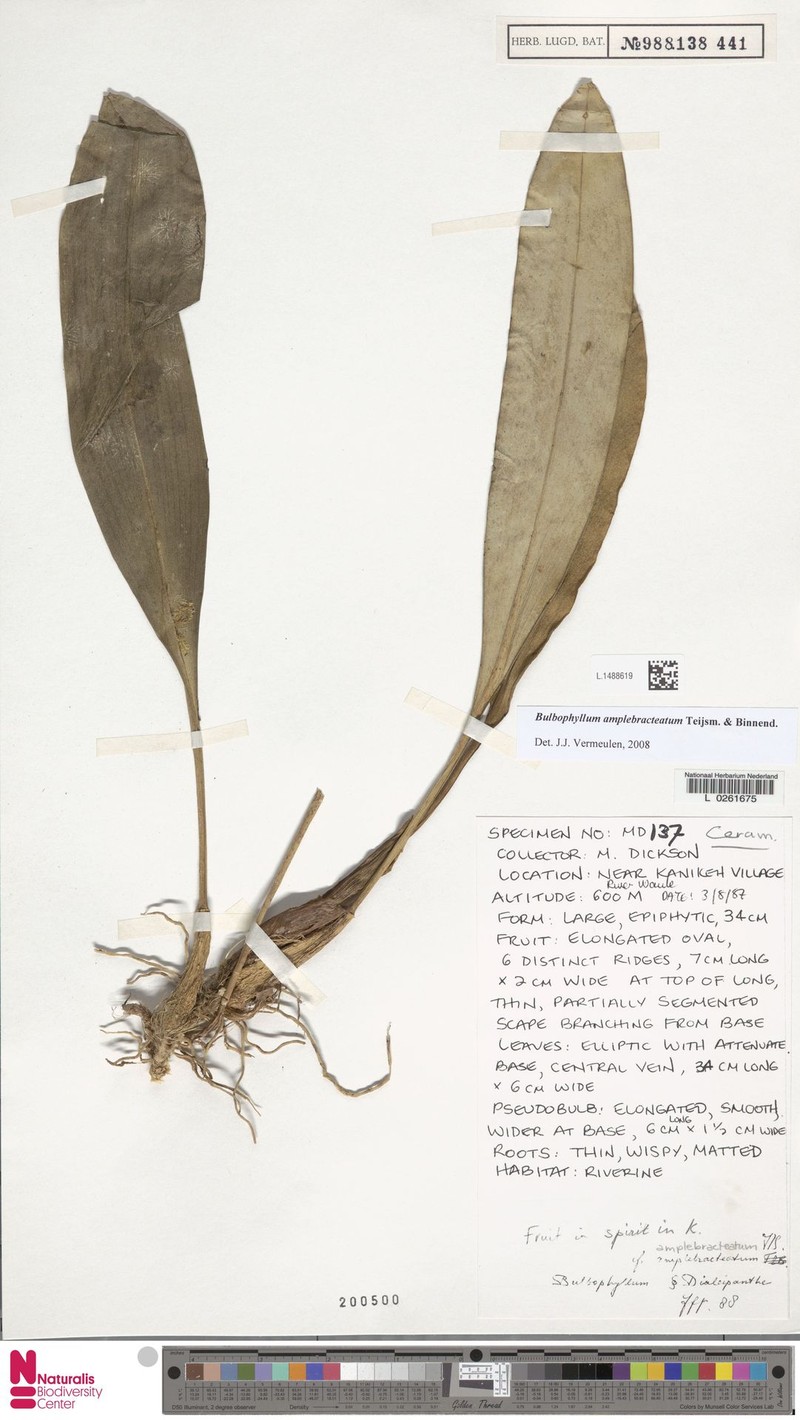 Bulbophyllum amplebracteatum photo 5