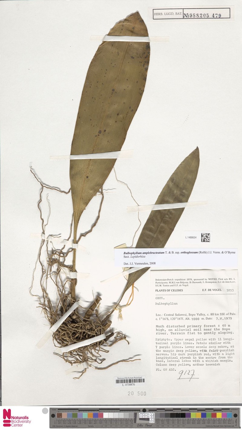Bulbophyllum amplebracteatum photo 6