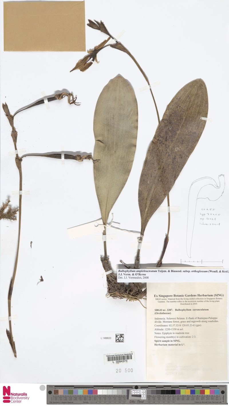 Bulbophyllum amplebracteatum photo 7
